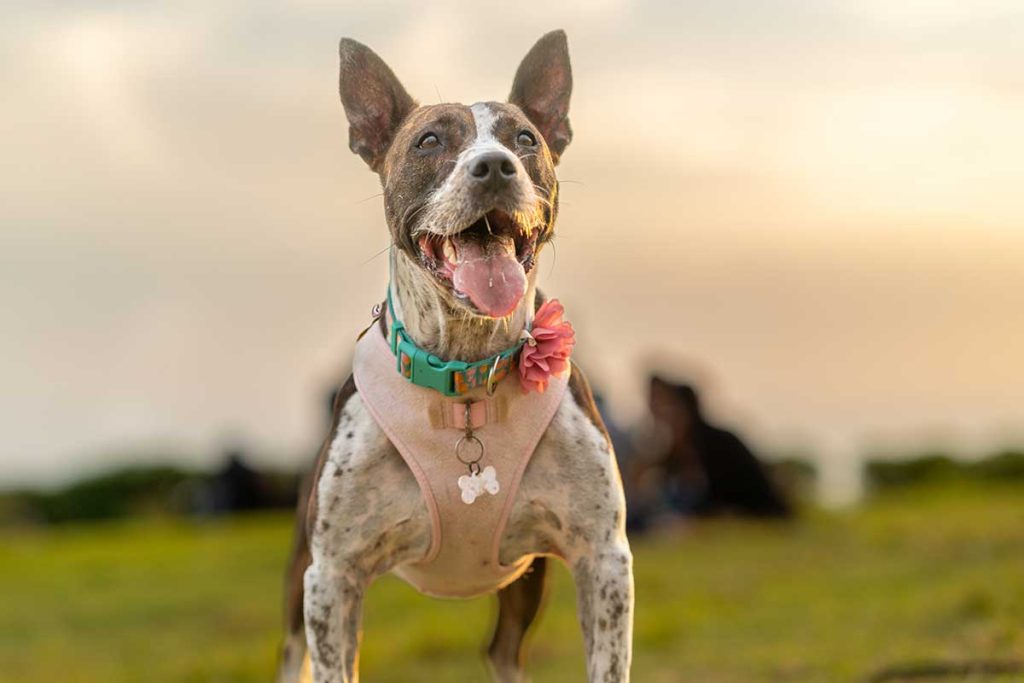 happy dog, pets during and following divorce or separation